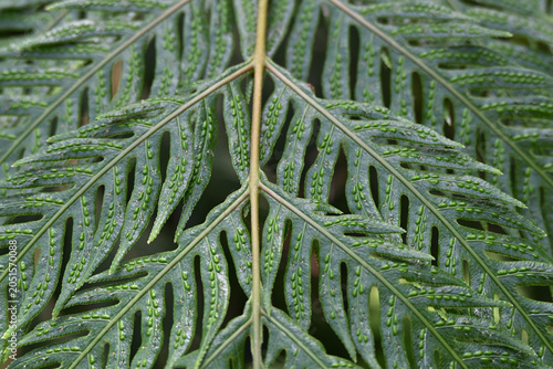 Close-up of Woodwardia orientalis fronds, showing symmetrical fern leaf pattern with detailed vein structure and lush green natural texture in soft light.