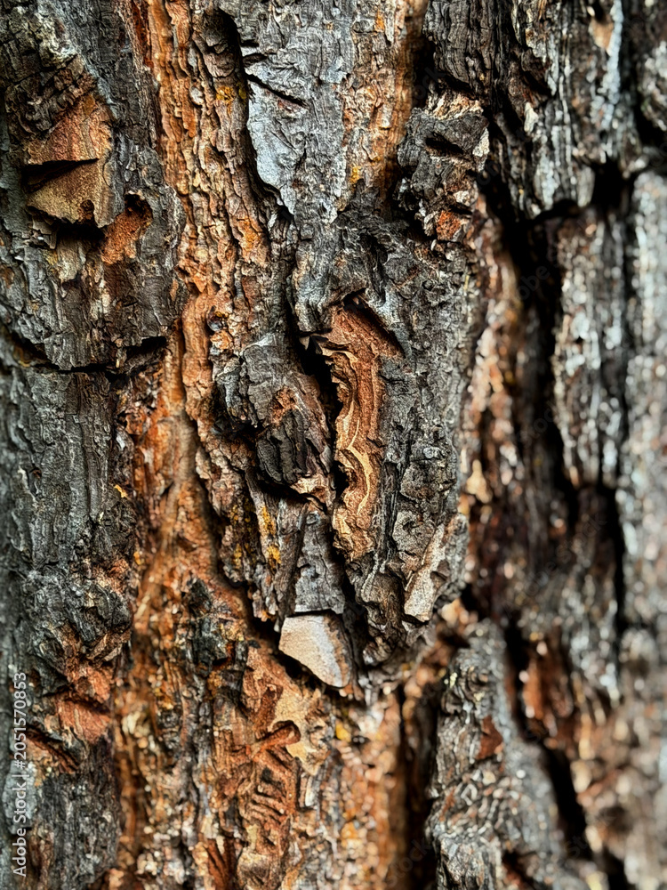 Fototapeta premium Macro shot of textured pine tree bark with distinctive bark beetle galleries and warm amber undertones.