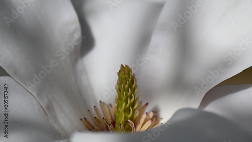 Extreme close-up of Magnolia × soulangeana flower, highlighting detailed pink and white petals with soft textures, veins, and delicate spring floral structures.