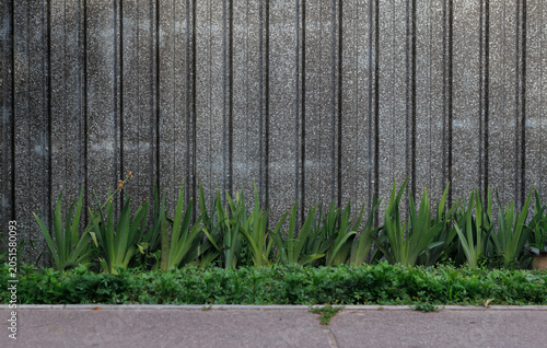 Foto a gray metal fence and a row of green iris leaves