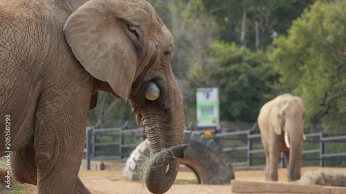 Captive elephant walks past camera, eating pumpkin gourd and carrying another in trunk, walks away toward another elephant