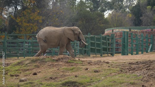 African elephant eats and throws pumpkin while walking across zoo enclosure