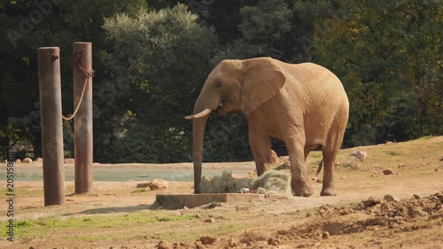 Elephant moves hay aside with trunk to get to tasty vegetables on feeding station within enclosure