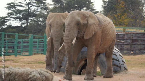 Two African Elephants eat whole carrots and hay on concrete feeding station in zoo enclosure