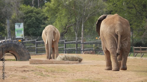 Rear view of African elephant walking toward another at zoo feeding station