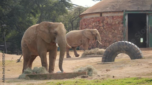Two dusty elephants eat vegetables and hay in zoo enclosure