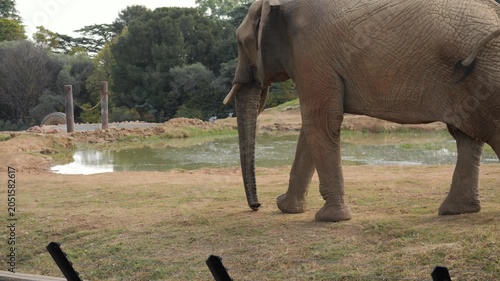 African Elephant walks along edge of zoo enclosure, surrounded by deep moat