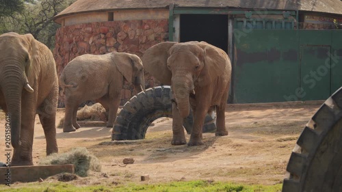 Elephant chases another away from feeding station to eat tasty vegetables and seeds