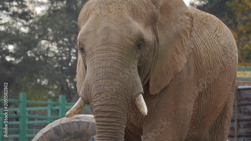 Close up: African elephant shakes head in captivity