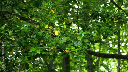 holly tree branches rustling in breeze with yellowing leaves
