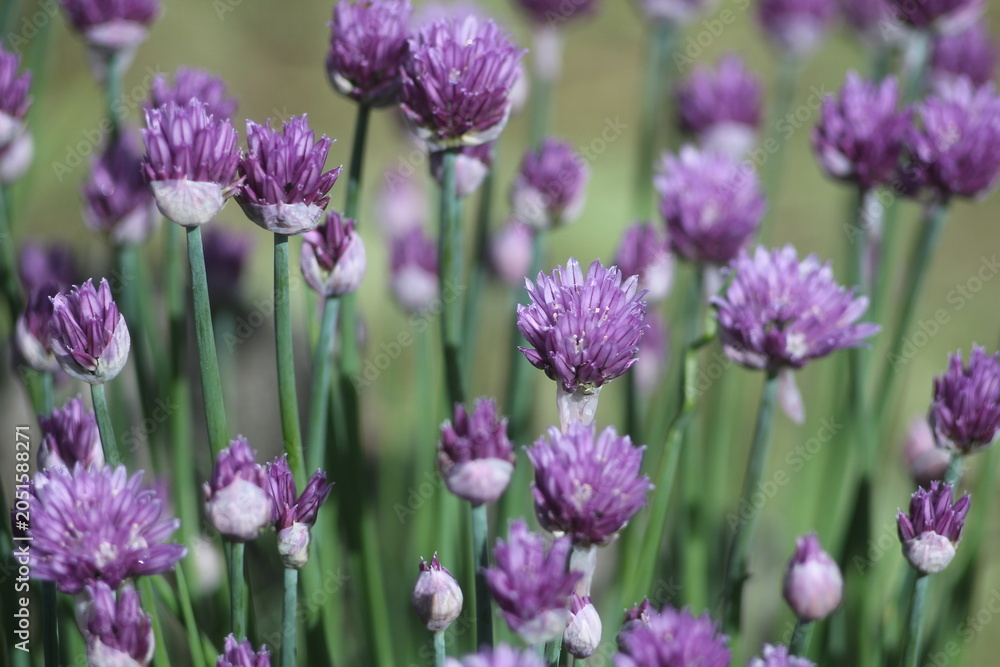 Obraz premium The garlic is flowering