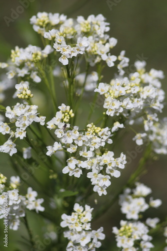 white flowers of a cherry