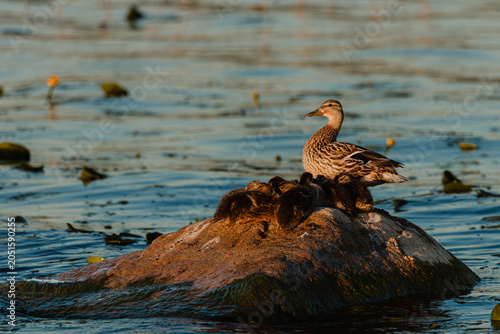 Фотография Female mallard duck standing on a rock surrounded by ducklings resting on a calm