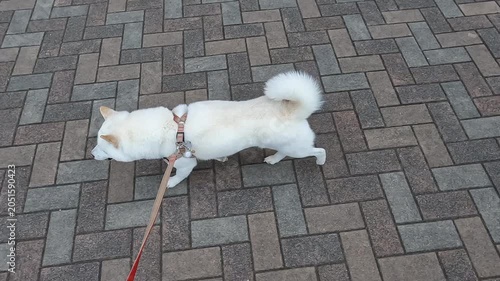Walk the dog