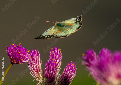 A beautiful Sulphur Butterfly with wide open wings flying above a Globe Amaranth flower garden. Close up view.