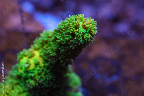 Fotografi Vibrant Bali Green Slimer Acropora Close Up Underwater in Saltwater Aquarium