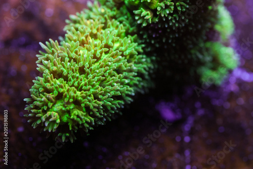 Billede på lærred Vibrant Bali Green Slimer Acropora Close Up Underwater in Saltwater Aquarium