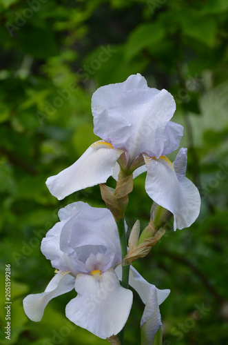 Canvastavla Tall white bearded Iris (Iris 'Immortality') blooming in late spring garden