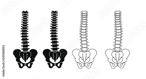 Human Spine And Pelvis Anatomy Black And White Silhouette