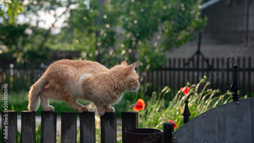 Slika na platnu A ginger, tailed beast
