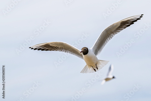 Black-headed Gull, Chroicocephalus ridibundus, bird in flight, England, Europe
