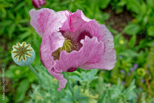 Pink poppy flower opening