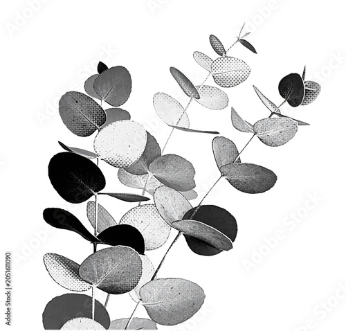 Monochrome Eucalyptus Risograph Abstract, Minimalist Leaves, Isolated on White.