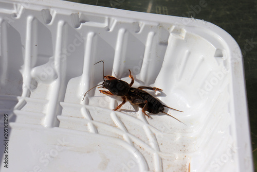Bild auf Leinwand A mole cricket (Latin: Gryllotalpidae) insect pest in a plastic container in sun