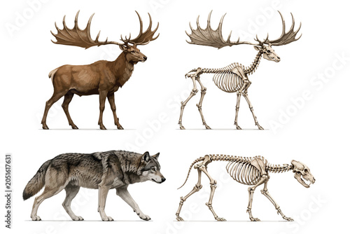 Vsai extinct irish elk and dire wolf anatomy and animal skeleton