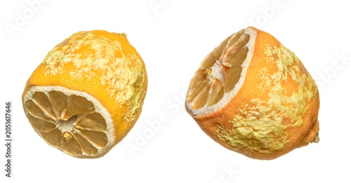 Dried moldy lemon, cross-section view, white background