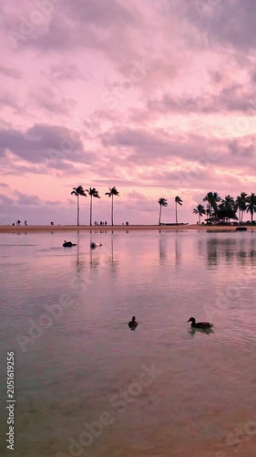 Ducks swimming in a calm lagoon during a pink sunset in Waikiki, Hawaii
