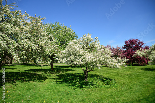 Blooming White and Pink Spring Trees in Sunny Green Park