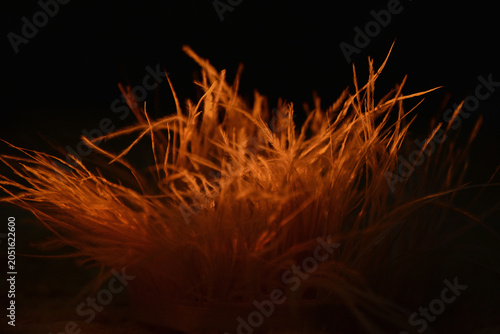Fluffy Decorative Feathers Glowing in Warm Low Key Light