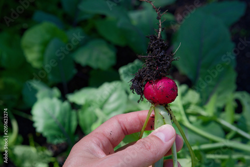 A close-up view of a hand gently holding a freshly pulled red radish root, still covered in dark, nutrient-rich soil and root filaments. This captures the moment of harvest, emphasizing the raw fresh.