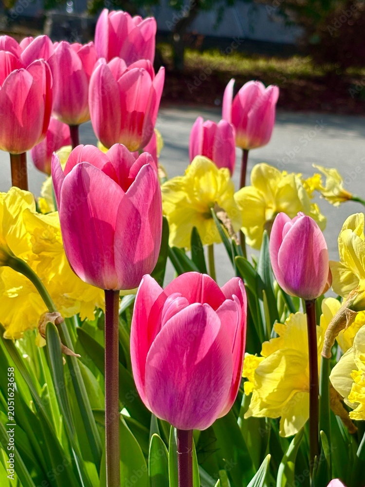 Obraz premium Spring Garden Landscape with Rows of Pink Tulips and Yellow Daffodils, Beautiful Public Park Flower Bed Under Sunlight, Bright Floral Field Background