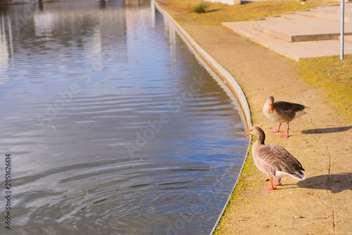 A big duck with gray feathers were staring on the water in a public park.
