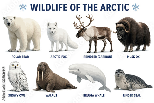 Quadro em tela Vsai arctic animals wildlife collection showing polar bear fox