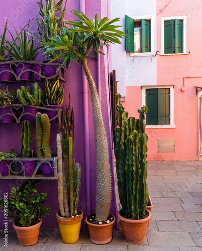 Façade colorée aux volets roses avec bougainvilléers luxuriants et palmier en Italie méditerranéenne