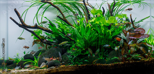 Lush Planted Nature style Aquarium Landscape