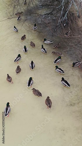 Flock of Ducks in Yellowish Murky Water — Wildlife Background for Films