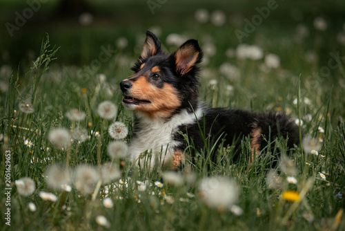 American Collie Welpe