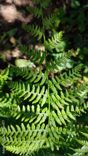 фотографія fern branch