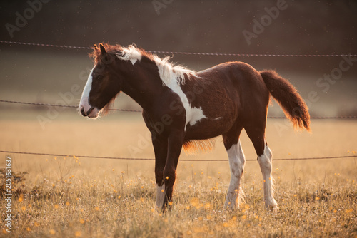 Foto Irish Cob Absetzer