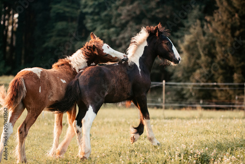 Foto Irish Cob Absetzer