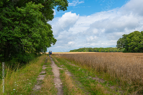 Bild auf Leinwand People walking along peaceful path beside golden grain field.
