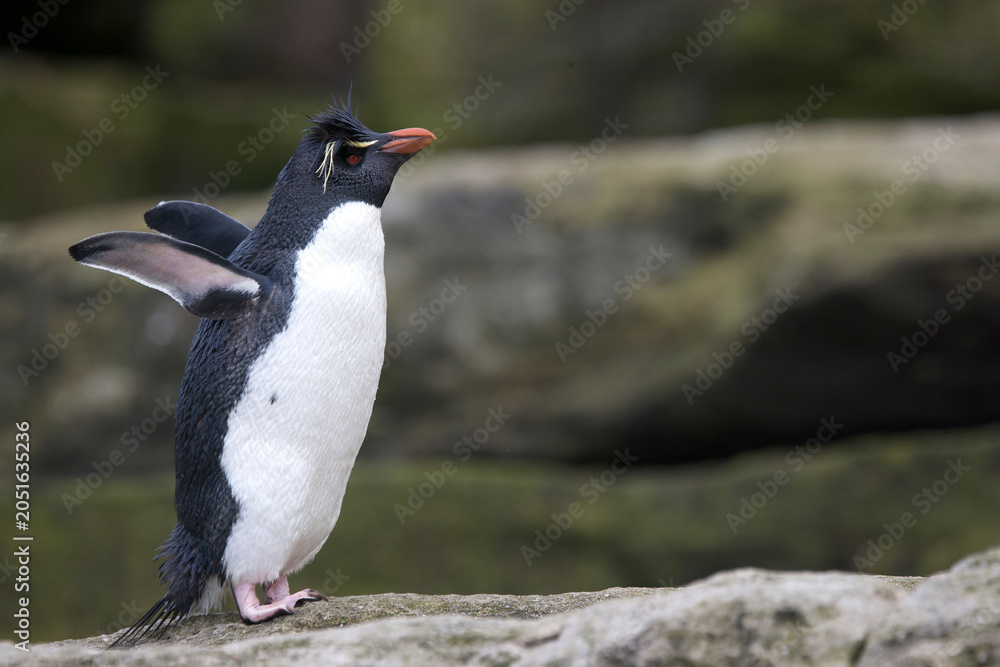 Fototapeta premium Rockhopper penguin on South Georgia Island