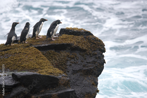 Bild auf Leinwand Rockhopper penguins going toward the edge of a cliff