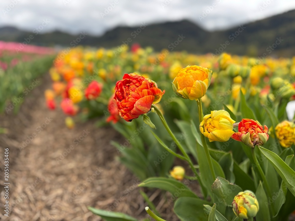 Obraz premium Exotic Orange Red and Yellow Double Peony Tulips Blooming in Field, Beautiful Spring Flower Farm Landscape with Mountain Background, Bright Sunlit Floral Field
