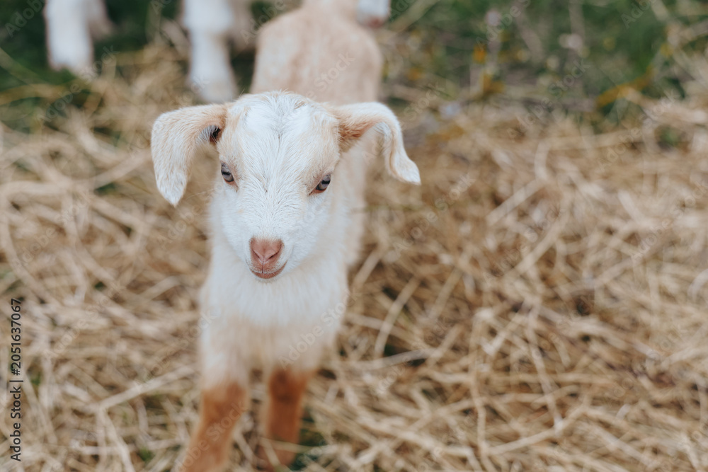 Obraz premium A young white baby goat stands on dry hay looking curiously at the camera in a natural farm setting, capturing a peaceful and rustic lifestyle moment.