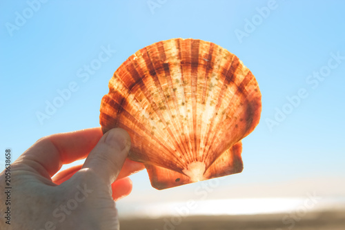 Translucent Shell isolated against the sky. Beauty in nature background. Washed-up New Zealand scallop during harvesting closure and aquaculture recovery. 